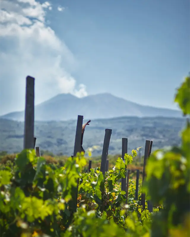 Etna wine tours Etna wine tours
